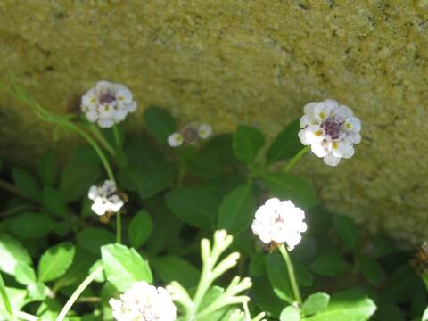 Couvre Sol A Fleur Blanche Phyla Nodiflora Ou Lippia
