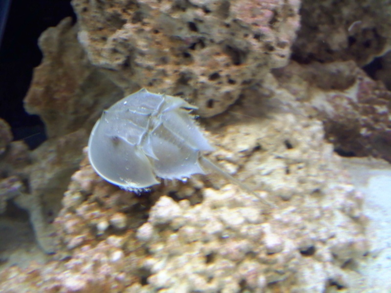 my new toy.(horseshoe crab) 07220012