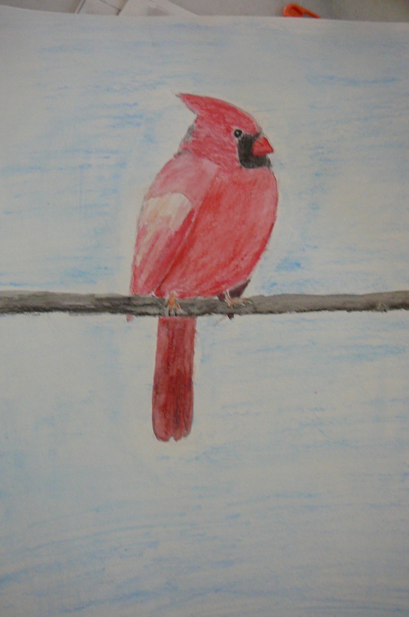 Cardinal au crayon aquarelle P1040615