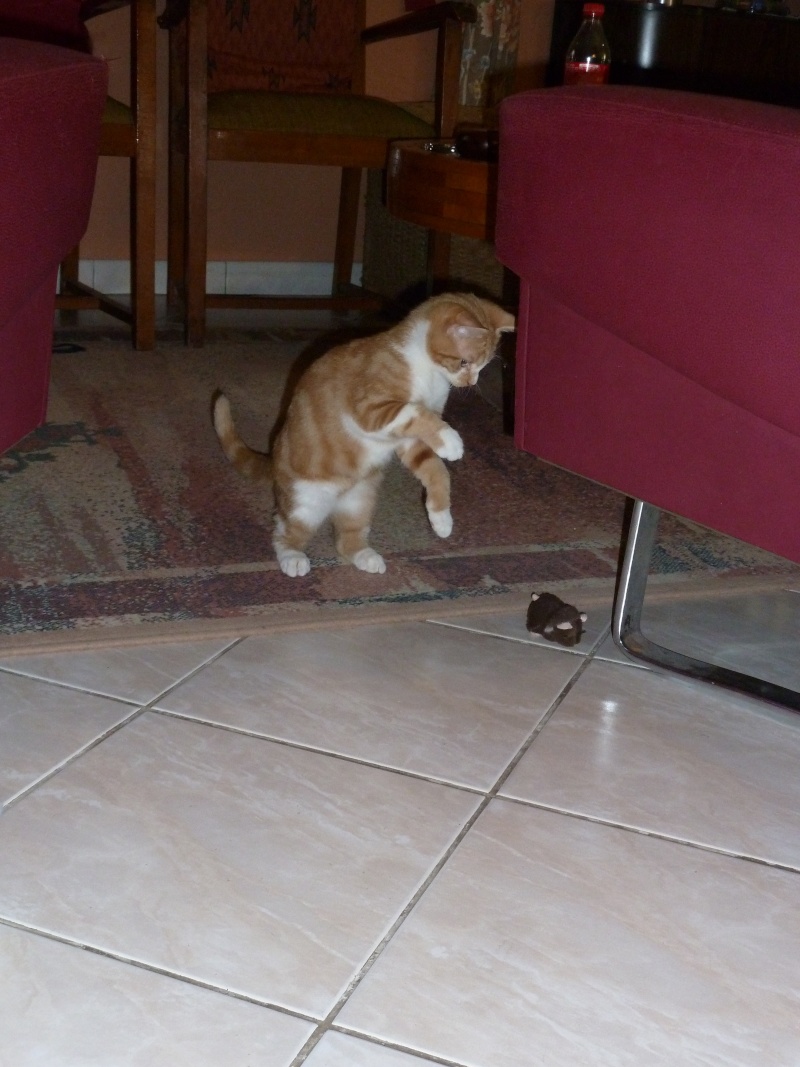 Buckler, chaton roux et blanc fin juin 2014 (adopté) P1070310