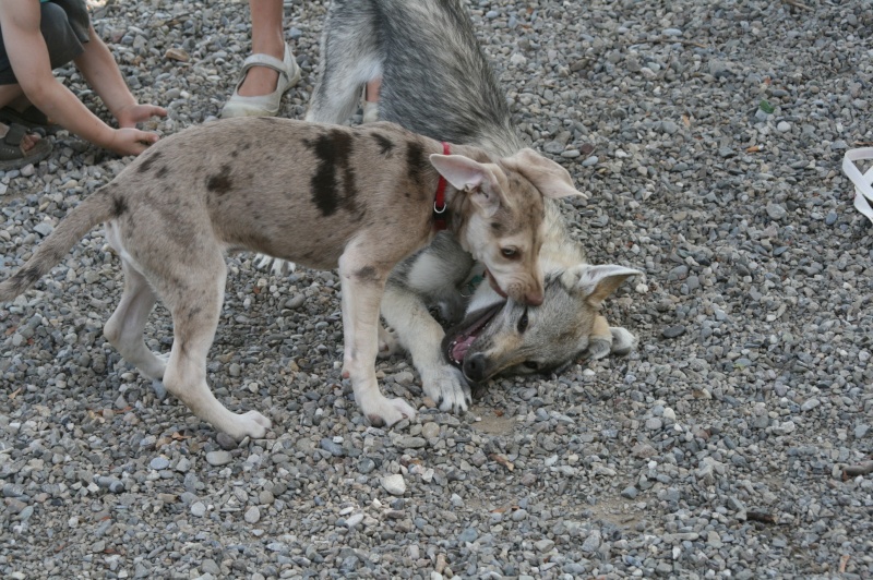 American/European Wolfdog: chien-loup américains et européens et autres hybrides Divers10