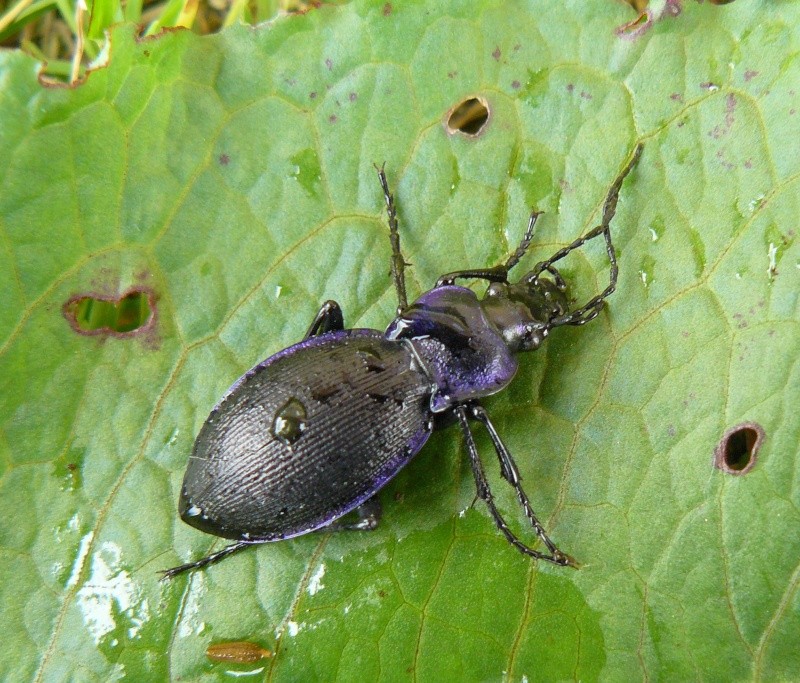 Carabus  violaceus  Carabe10