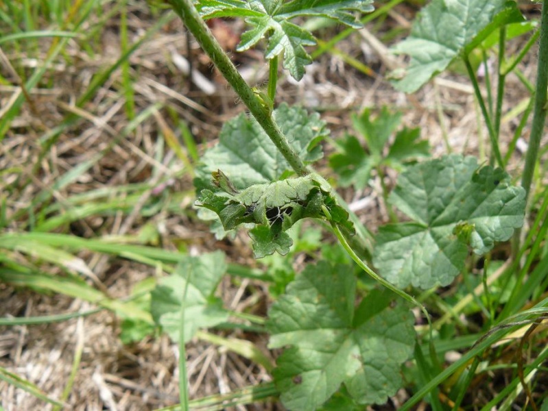 [Hespérie de l'alcée (Carcharodus alceae)] Hespérie à déterminer Cocon_10