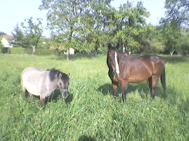 chevaux - Chevaux sauvages dans troupeau domestique ou semi-domestique? 65137610