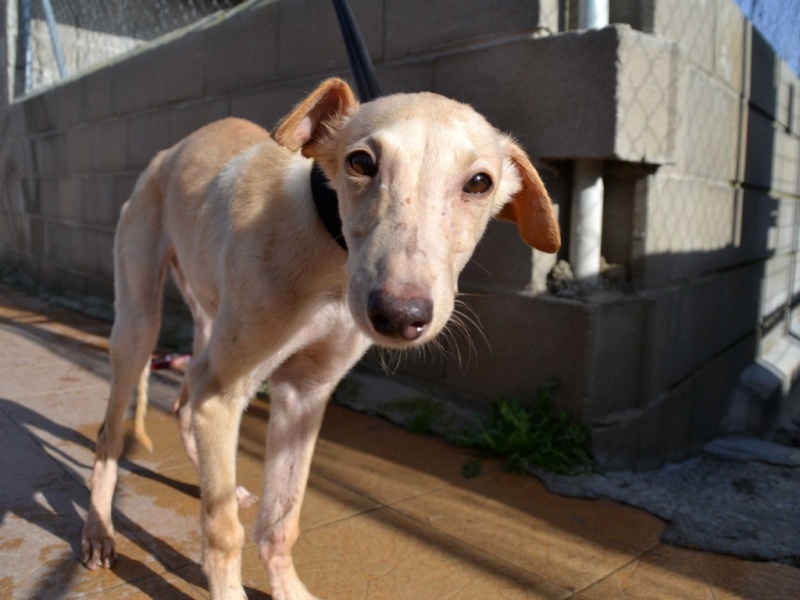 Daisy chiot galga à l'adoption "Scooby France" Adoptée Daisy110