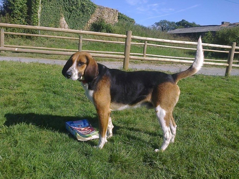 ATHOS type beagle harrier 3 ans (ASSO GALIA 85) 10435410