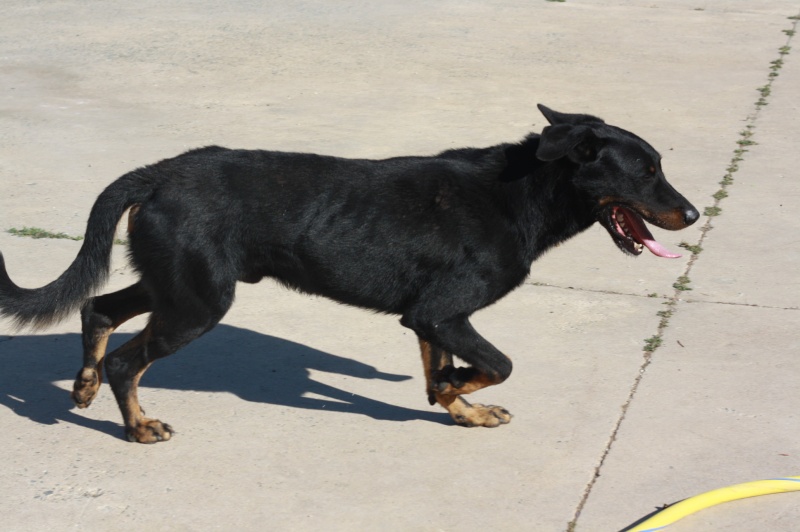 Gaby beauceron pure race de 2 ans et demi Img_1512