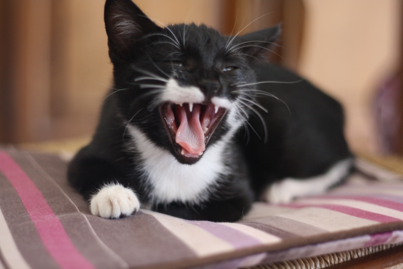 JUMBO chaton mâle noir et blanc à moustache  Img_1714
