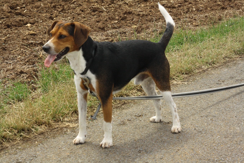 GIPSY croisé beagle 3 ans (ASSO GALIA 85) Img_8210