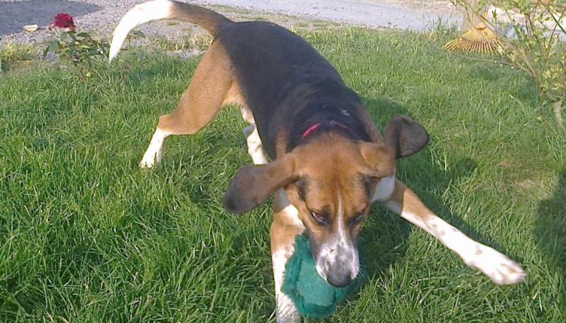 ATHOS type beagle harrier 3 ans (ASSO GALIA 85) Photo012