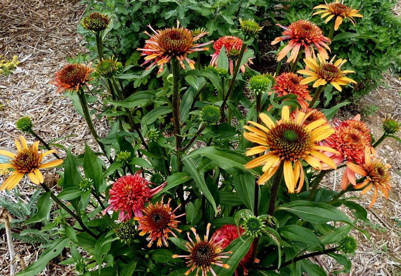 De quoi ont l'air vos echinacees a ce temps-ci de la saison? P1270612