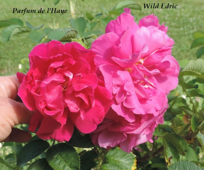 Wild Edric versus Parfum de l'Haye 2014_401