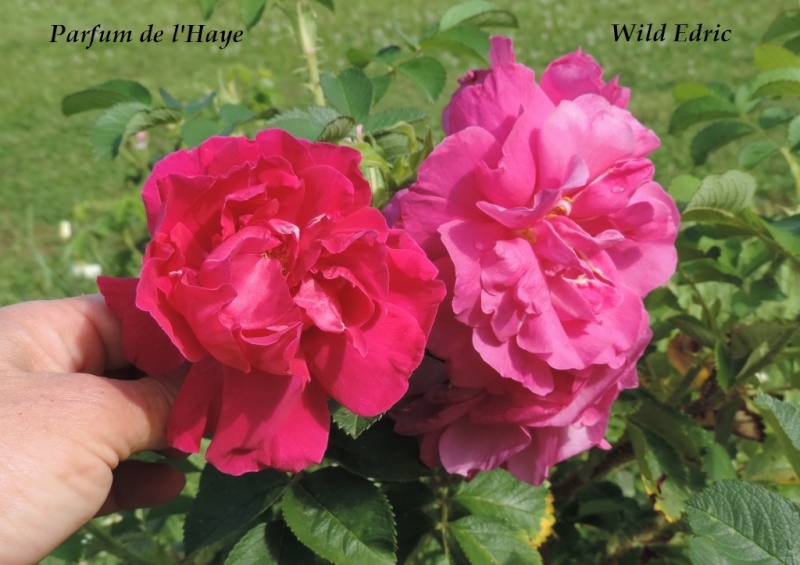 Wild Edric versus Parfum de l'Haye 2014_402