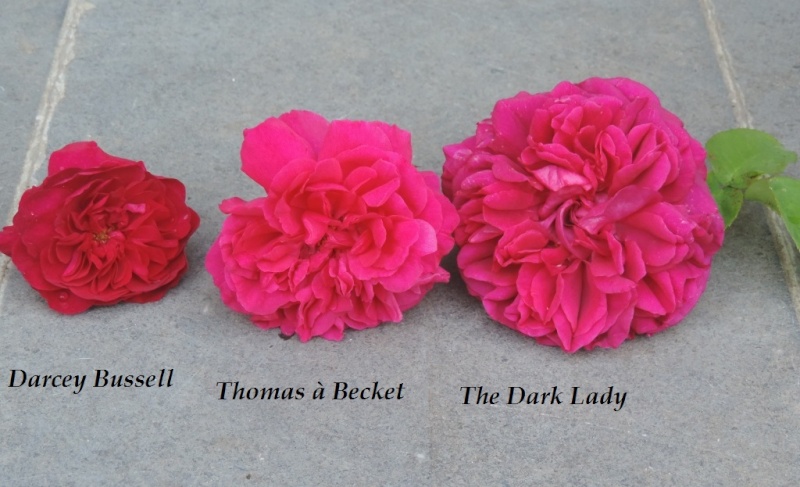 The Dark Lady versus Darcey Bussell versus Thomas à Becket 2014_403