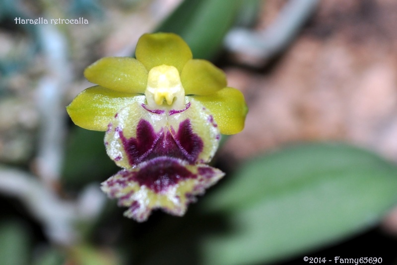 Gastrochilus retrocallus (Haraella retrocalla) Csc_0015