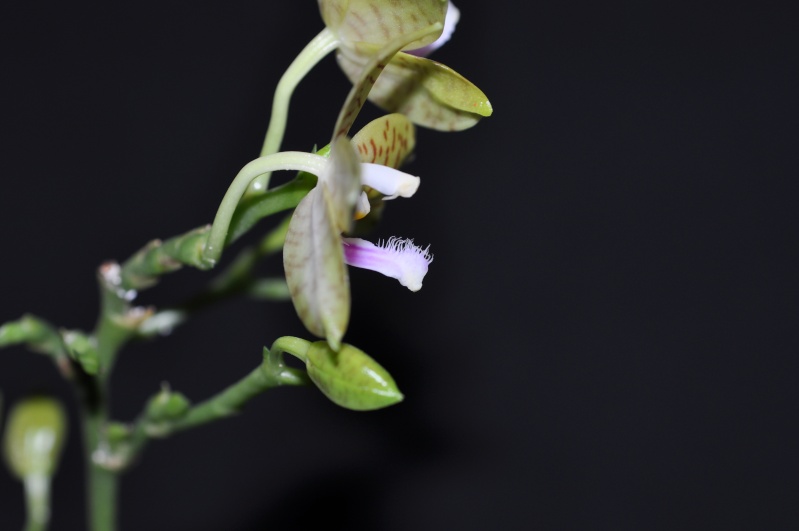 Phalaenopsis pallens Dsc_0083