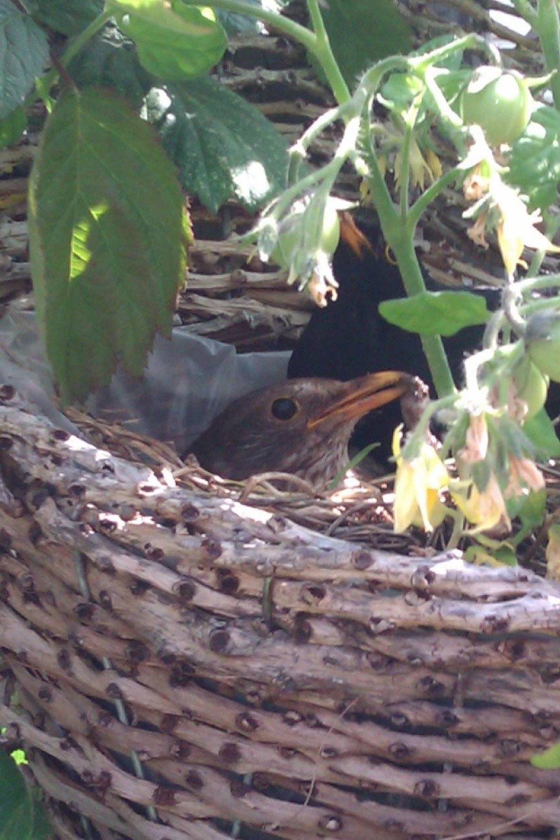 Blackbird Nest and Babies 10403510