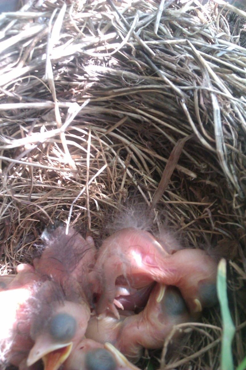 Blackbird Nest and Babies 10642910