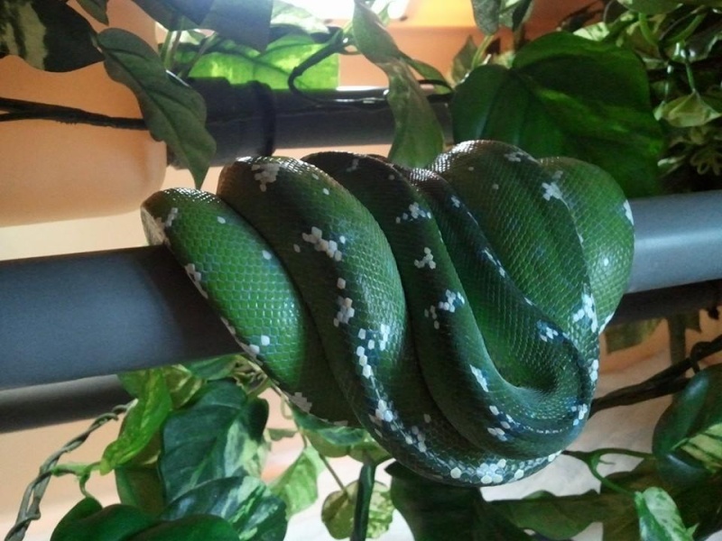 Mon Morelia Viridis "ARU" NC F1 !!! Le_pyr10