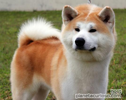 Los 10 perros más agresivos. Akita-10