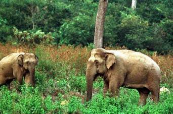 El elefante desaparece de los últimos bosques de Camboya. Imagen10