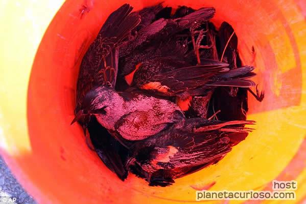  ¿Por qué murieron muchas aves en Arkansas en la noche de fin de año?. Mirlo-12