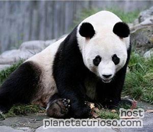  Muere de un ataque de epilepsia uno de los “pandas olímpicos” de Pekín. Panda-10