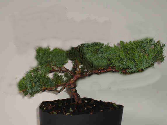 beginners question juniperus procumbens nana Front210
