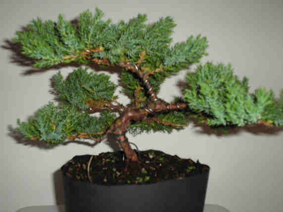 beginners question juniperus procumbens nana New_fr10