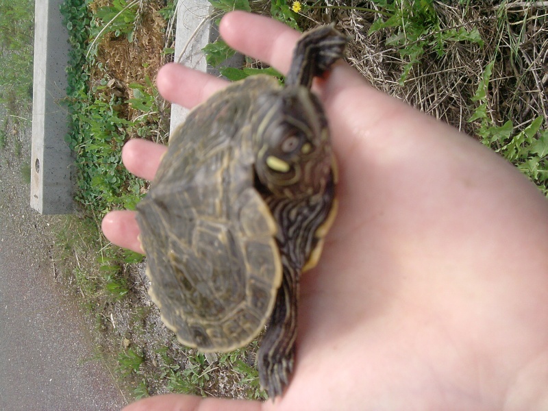 Identification des tortues de Lindsey... Grizou12