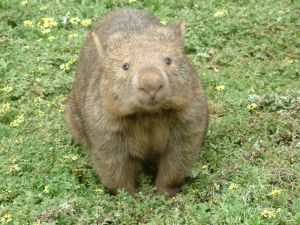 Les plus beaux animaux exotiques Wombat10