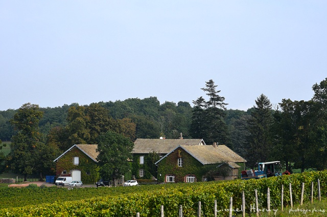 VENDANGES 2014 (3) 01_dsc27