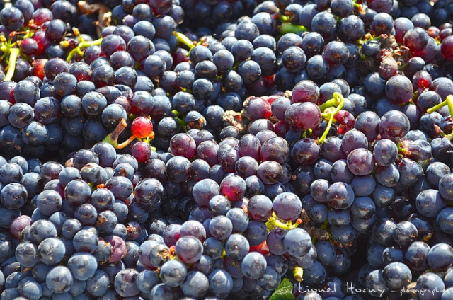 VENDANGES 2014 (1) 05_dsc23