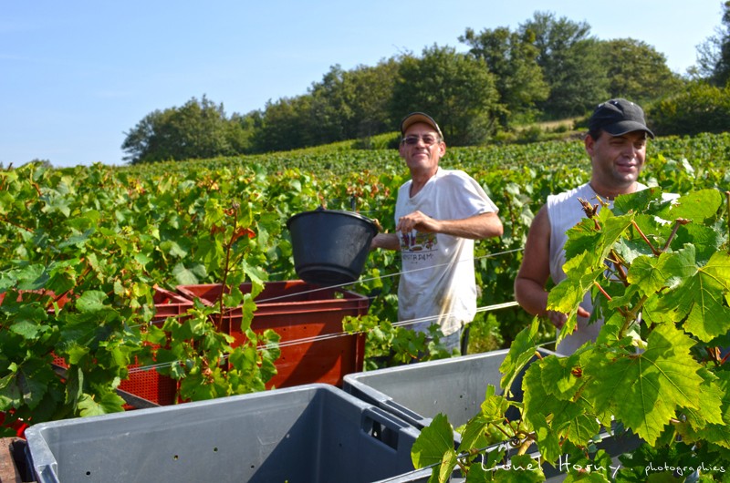 VENDANGES 2012 07_dsc15