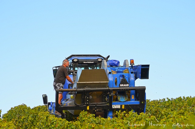 VENDANGES 2014 (4) 08_dsc24