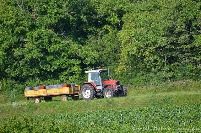 VENDANGES 2014 (2) 09_dsc24