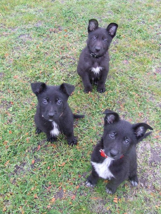 Parce que les chiots de 2 - 4 mois sont aussi abandonnés... 16400710