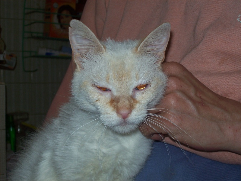 * ARIA, croisée siamoise red point, 4 ans  - F  03011