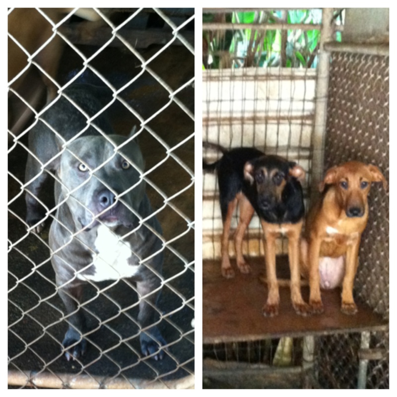Dogs 4 sale gotta go need kennel room obo Image10