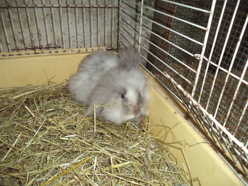 (ADOPTE!) A l'adoption, Charly lapin bélier angora blanc et gris. Myle_211