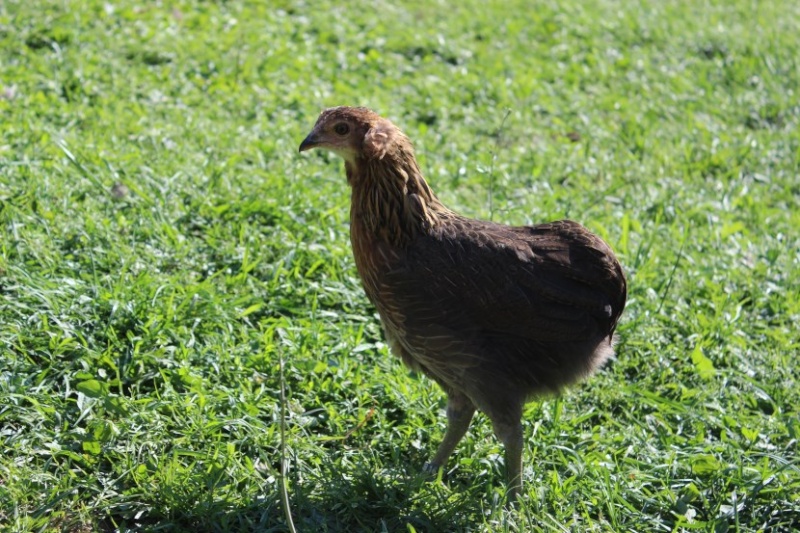 Recherche œufs fécondés Araucana Argenté Saumoné et Froment Doré à fond bleu. Pioupi10