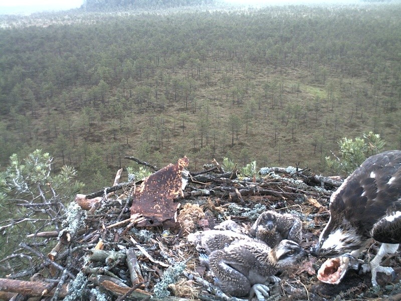 Latvian Osprey Nest ~ 2014 ~ P&#275;rkons & Lauma 2014-026
