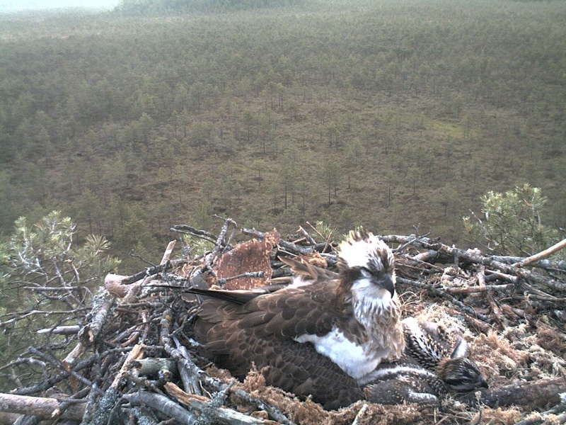 Latvian Osprey Nest ~ 2014 ~ P&#275;rkons & Lauma - Page 4 2014-073