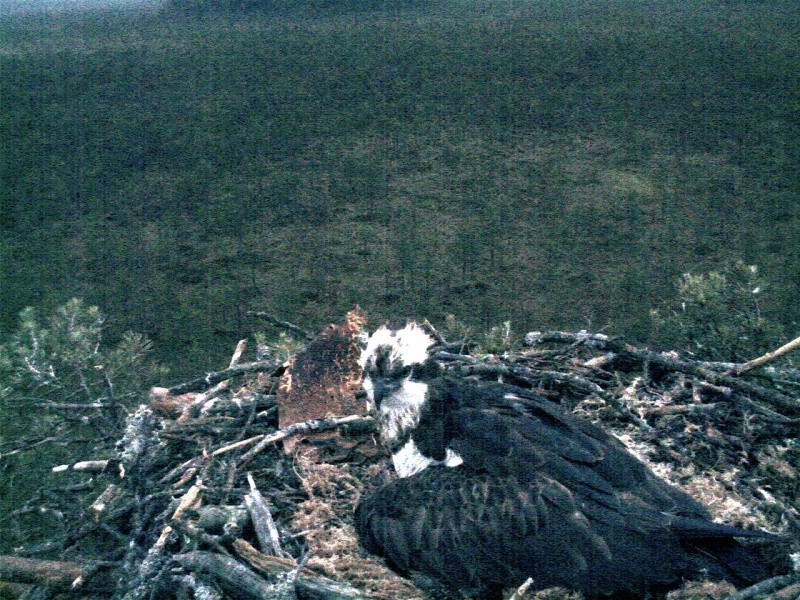 Latvian Osprey Nest ~ 2014 ~ P&#275;rkons & Lauma - Page 5 2014-081