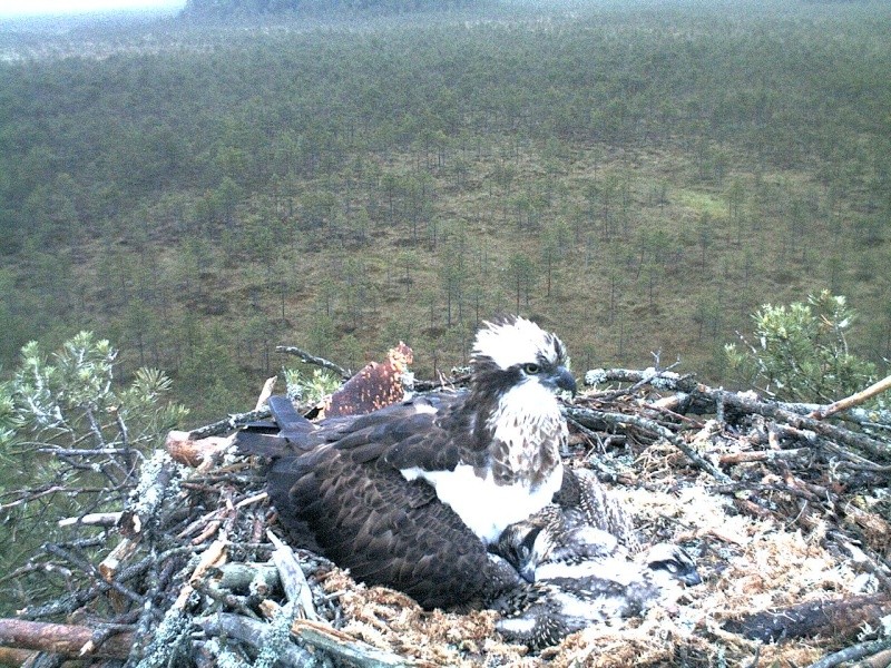 Latvian Osprey Nest ~ 2014 ~ P&#275;rkons & Lauma - Page 5 2014-085