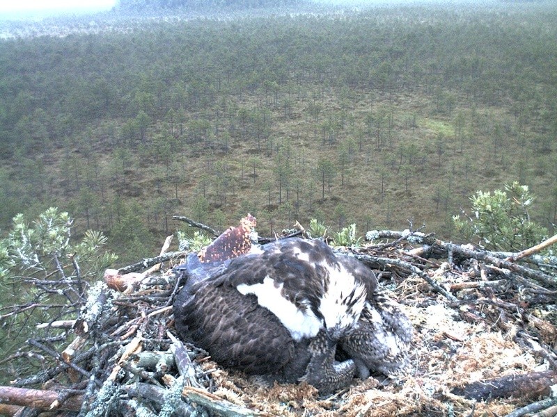 Latvian Osprey Nest ~ 2014 ~ P&#275;rkons & Lauma - Page 5 2014-089