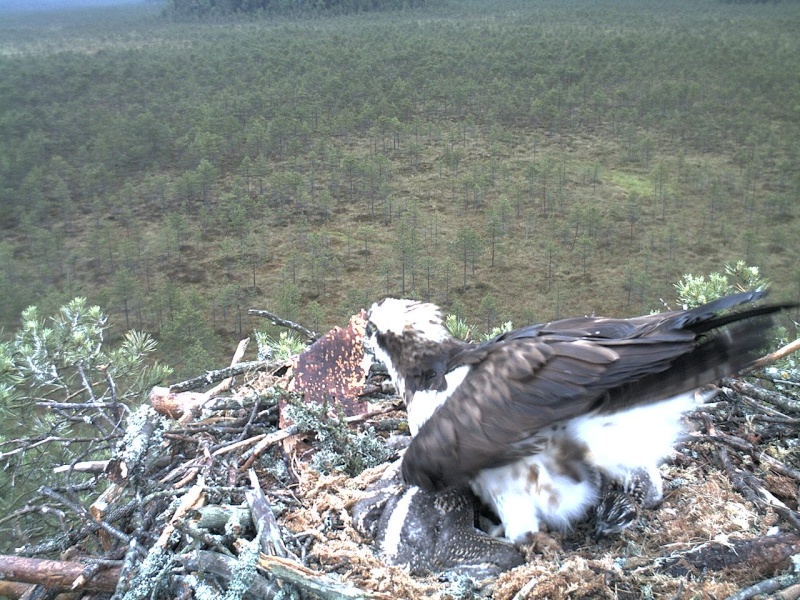 Latvian Osprey Nest ~ 2014 ~ P&#275;rkons & Lauma - Page 6 2014-107