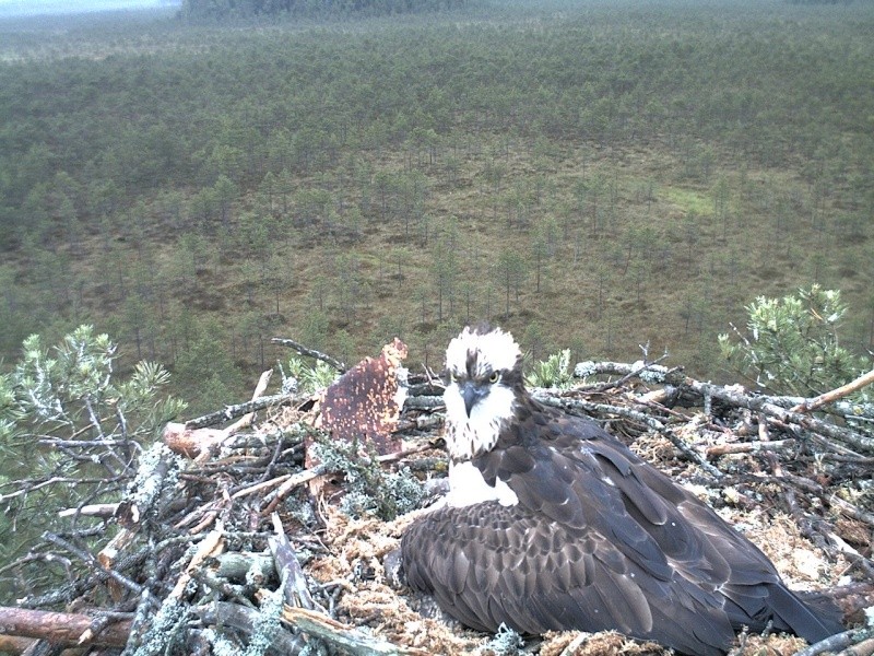 Latvian Osprey Nest ~ 2014 ~ P&#275;rkons & Lauma - Page 6 2014-108