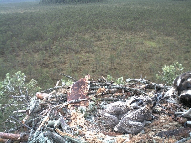 Latvian Osprey Nest ~ 2014 ~ P&#275;rkons & Lauma - Page 7 2014-124