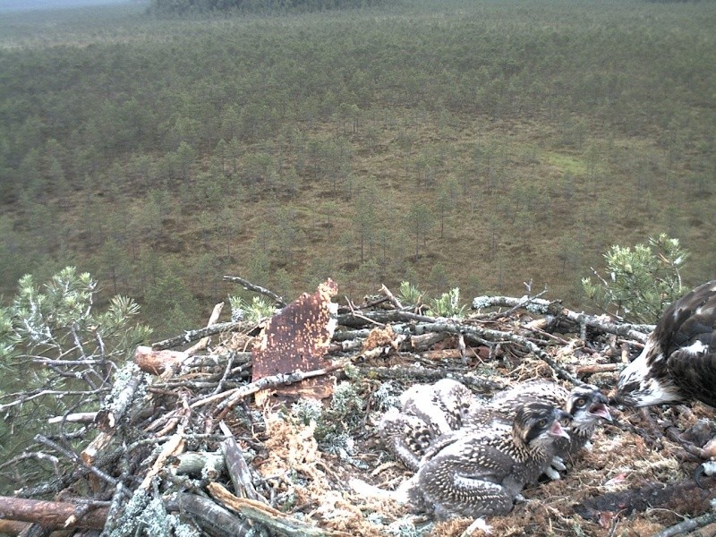 Latvian Osprey Nest ~ 2014 ~ P&#275;rkons & Lauma - Page 7 2014-128